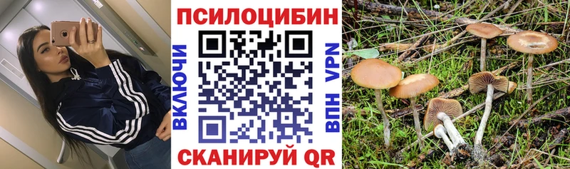 Галлюциногенные грибы Psilocybe Партизанск